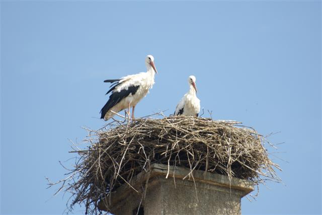 Storchennest